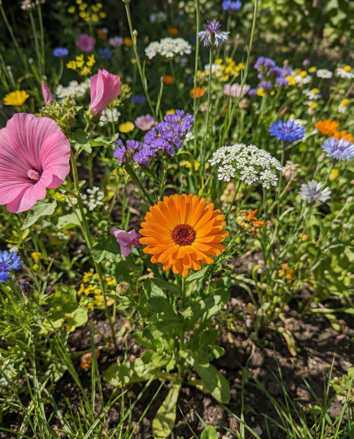 Wildflower Mixture Mix 2g Pack seeds – organic annual flower