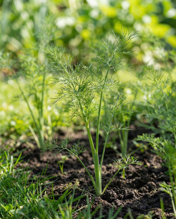 Dill Pads 4 Pack (Anethum graveolens) – annual seed pads seeds from SeedsChoice