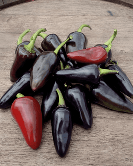Fresno Red Pepper Seeds Capsicum Annuum Annual