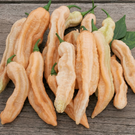 Dorset Pink Pepper Seeds Capsicum Chinense Annual Vegetable Variety