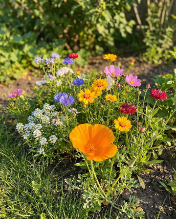 For Bees Low Mix 15m2 Full Sun seeds – annual flower