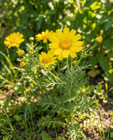 Corn Marigold seeds (Chrysanthemum segetum) – annual flower