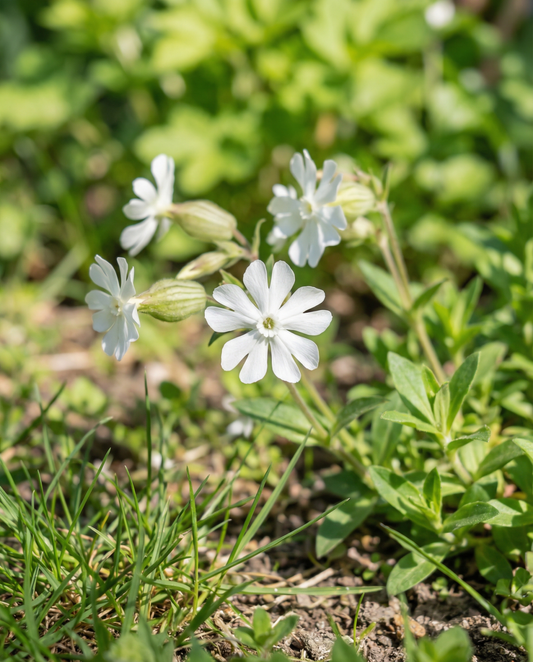 White Campion (Silene latifolia) – perennial flower seeds from SeedsChoice