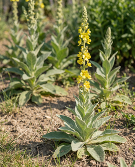 Great Mullein Seeds Verbascum Thapsus Biennial Flower