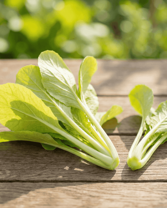 Turnip Greens Yellow (Brassica pekinensis) – annual vegetable seeds from SeedsChoice