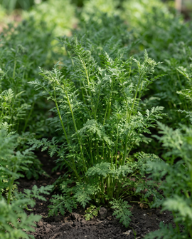 Purple Tansy Seeds Phacelia Tanacetifolia Annual Green Manure 100g