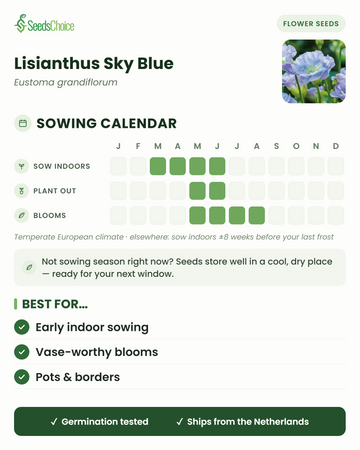 Sowing calendar for Lisianthus Sky Blue in a temperate European climate: sow indoors March to June, plant out May to June, blooms May to August; seeds store well until the next sowing season