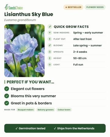 Lisianthus Sky Blue Eustoma grandiflorum quick grow facts: sow indoors spring to early summer, plant out after last frost, blooms late spring to summer, height 50-80 cm, full sun — elegant cut flowers
