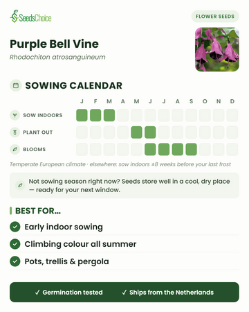 Sowing calendar for Purple Bell Vine in a temperate European climate: sow indoors January to March, plant out May to June, blooms June to September; seeds store well until the next sowing season